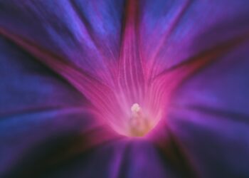 La flor de la violeta