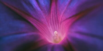 La flor de la violeta