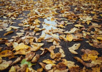 Las fogatas de otoño