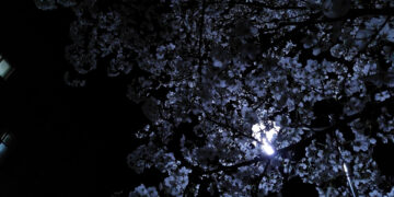 Flores blancas
